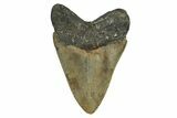 Serrated, Fossil Megalodon Tooth - North Carolina #345680-1